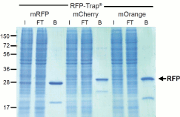 Fig_1RFP-Trap